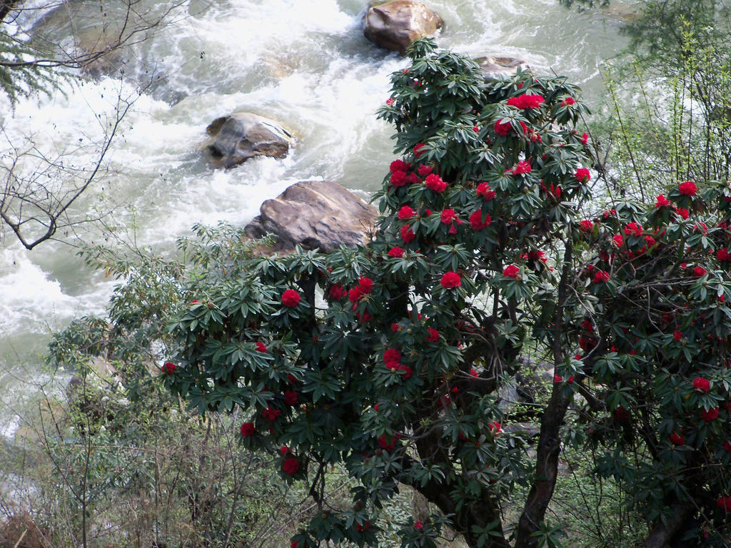 Parvati Kuteer Riverside Resort Kasol Exteriör bild